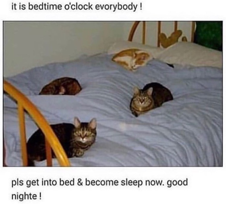 Cat Bed Meme By Damusicgamer Memedroid