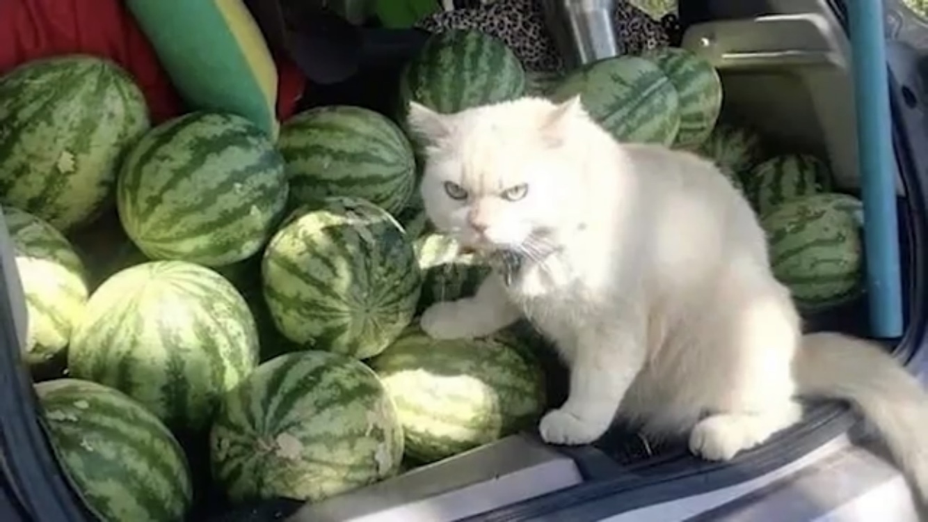 TOUCH MY MELONS visual data 3