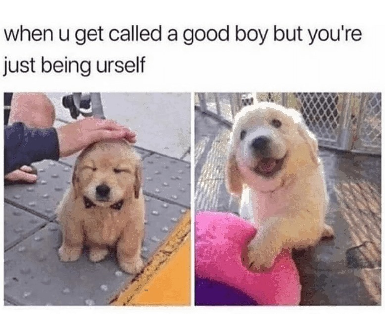 Good Boi Meme By Scoots291 Memedroid 0200