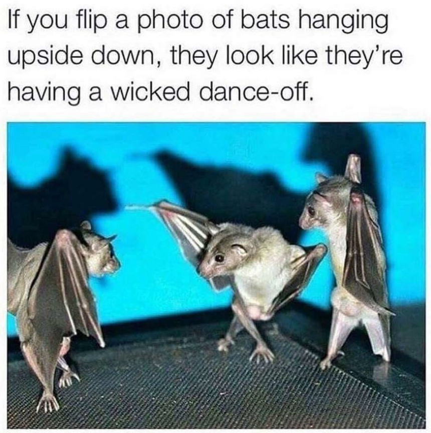 Bat Danceoff Meme By Commandert2020 Memedroid