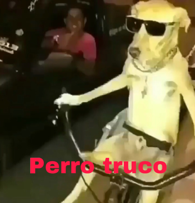 Featured image of post Perros Graciosos Perro Con Lentes Meme