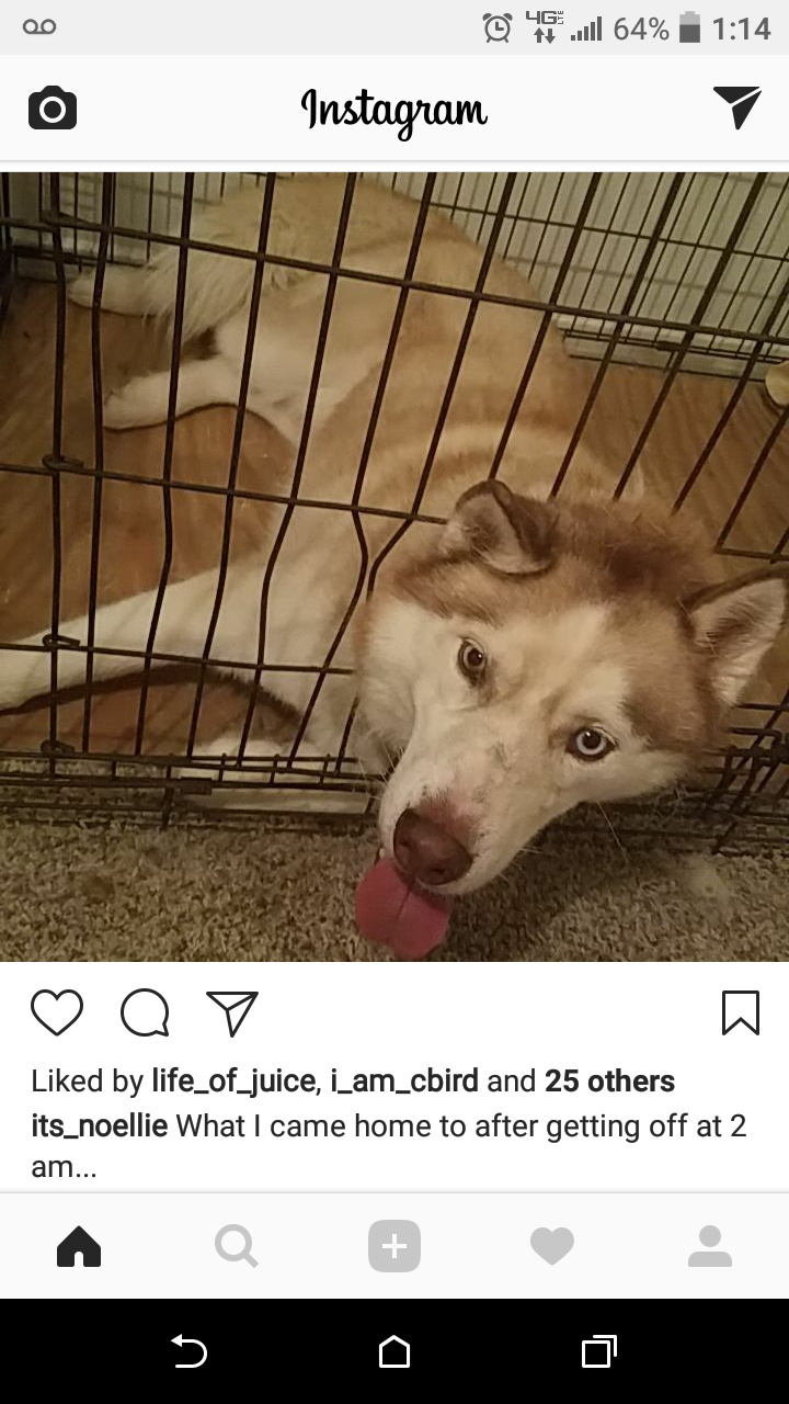 Life is ruff for doggo Meme by Bowenarrows96 ) Memedroid