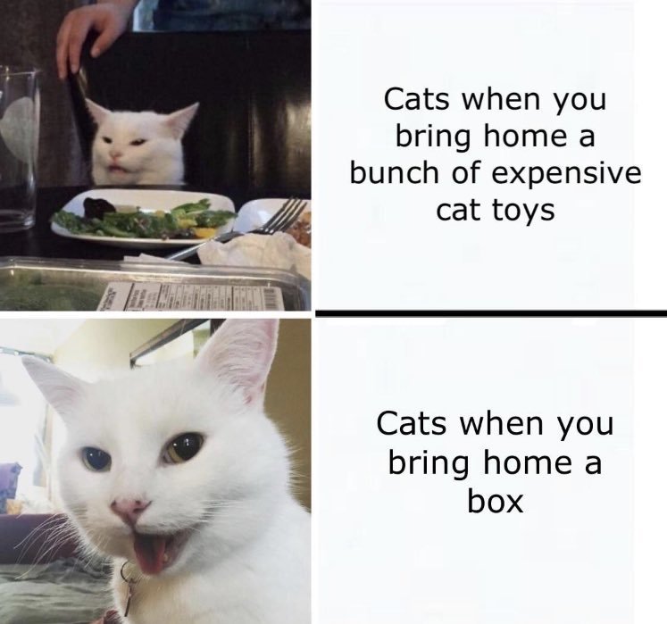 Love Cats Meme By Iamturtle Memedroid