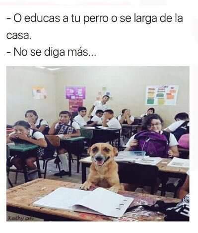 Al Colegio Firulais Meme Subido Por Aldo Chala Memedroid