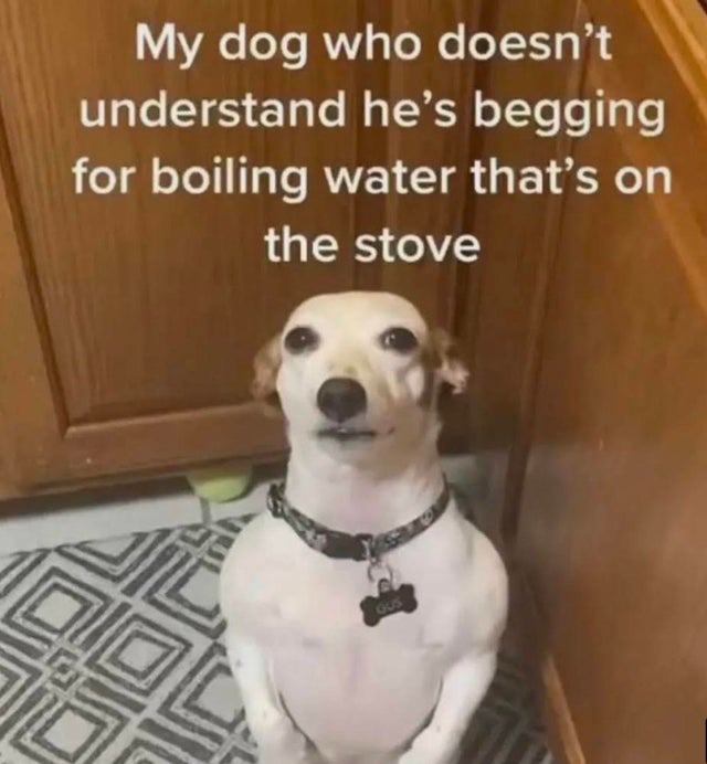 dog begging for boiling water Meme by AloneKaven ) Memedroid