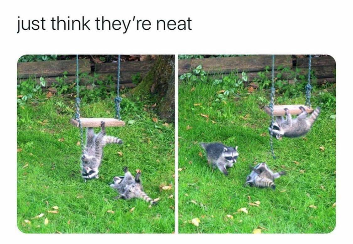 Trash panda.... Meme by Mercenary_Hero ) Memedroid