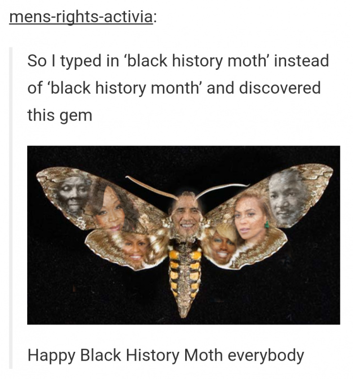 Moth memes.