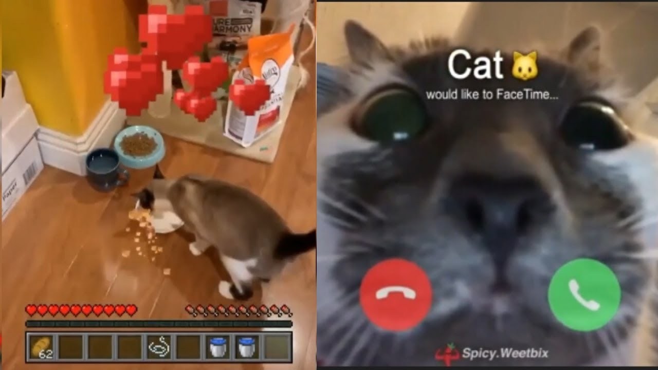 Enjoy the meme 'Cat would like to facetime' uploaded by iplaytheh...