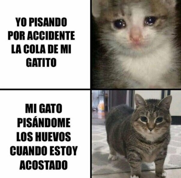 Meme De Gatos Meme Subido Por Guswitie Memedroid