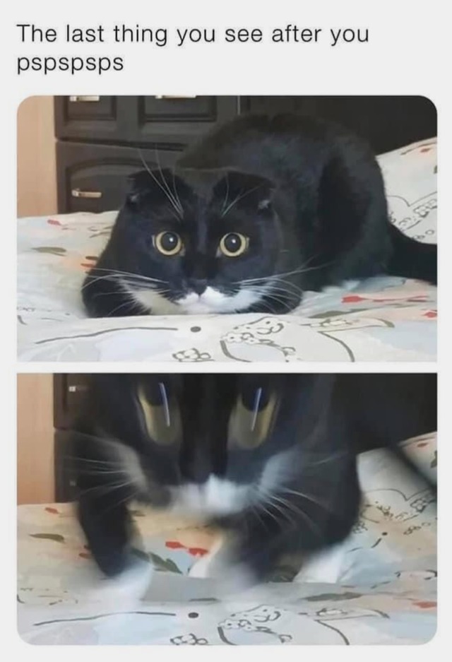 When You Pspsps To Your Cat Meme By Meekmeme Memedroid