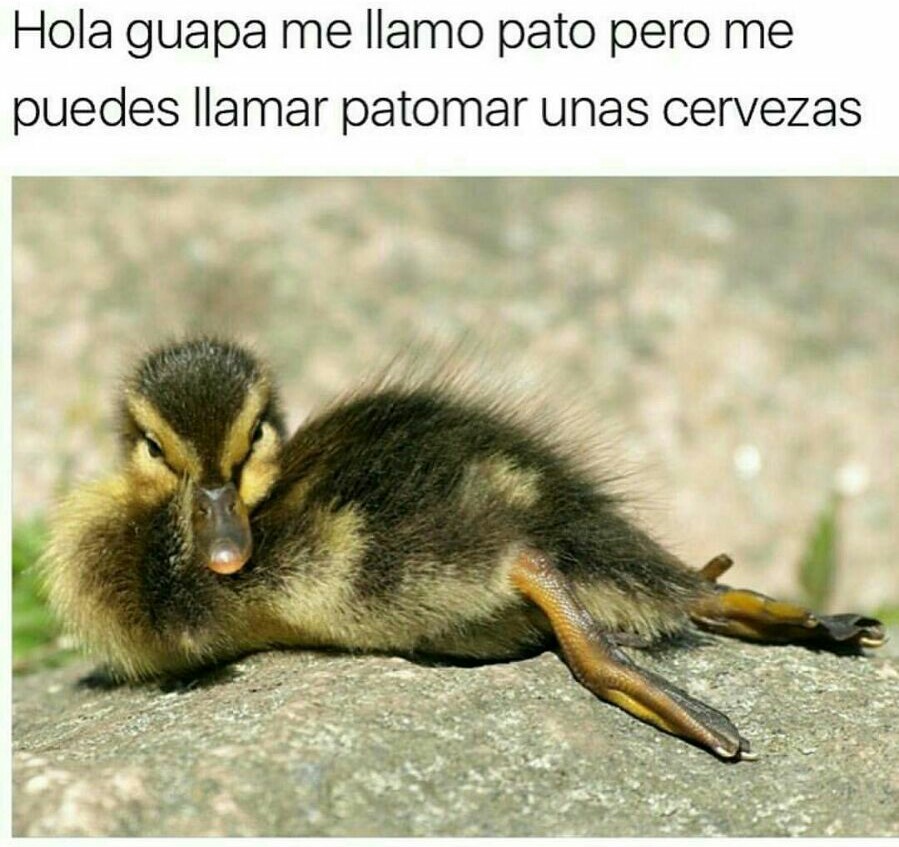 Estupido Y Sensual Pato Meme Subido Por Gooser Memedroid 