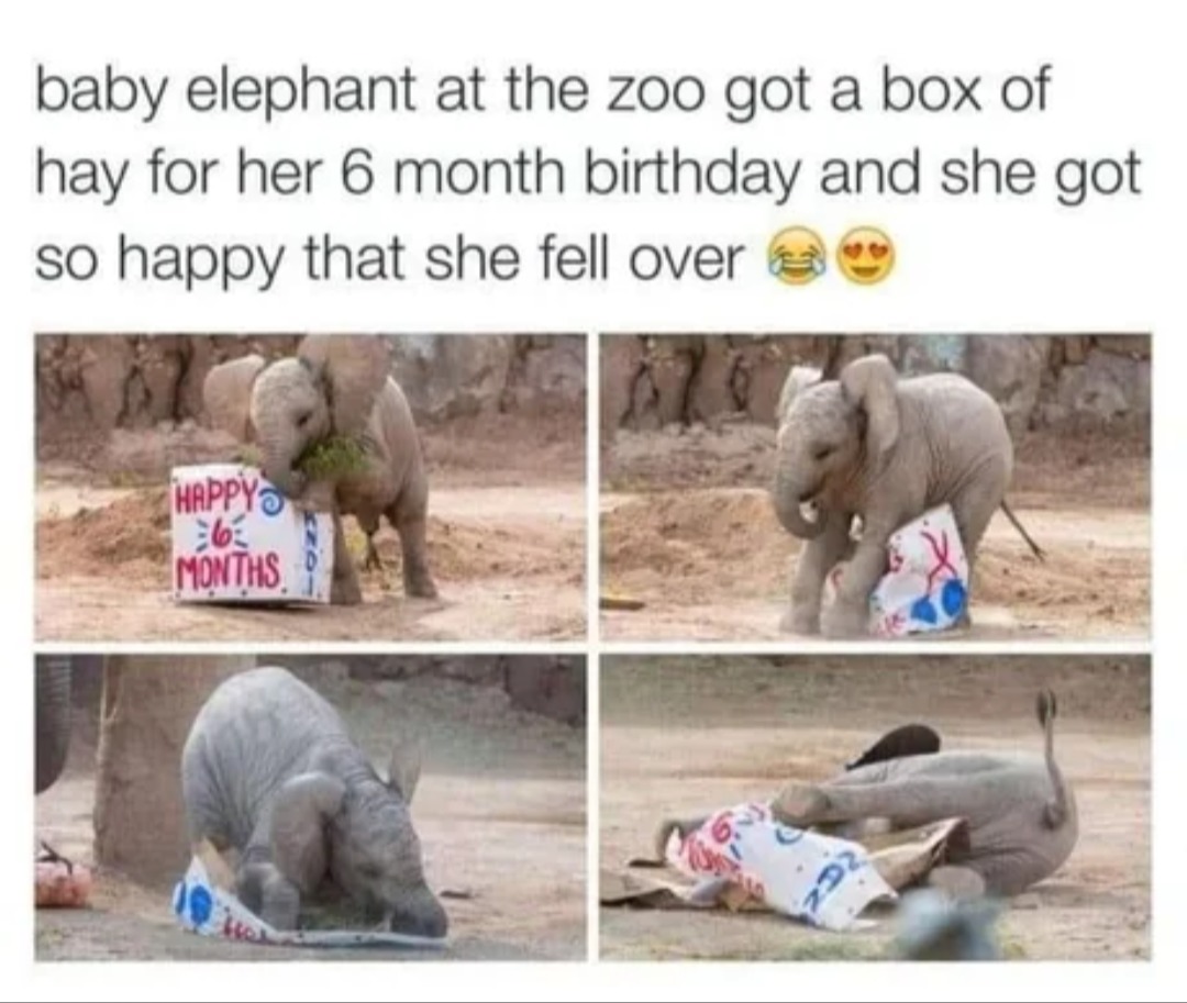 Happy birthday meme with a baby elephant - Meme by MeekMeme :) Memedroid