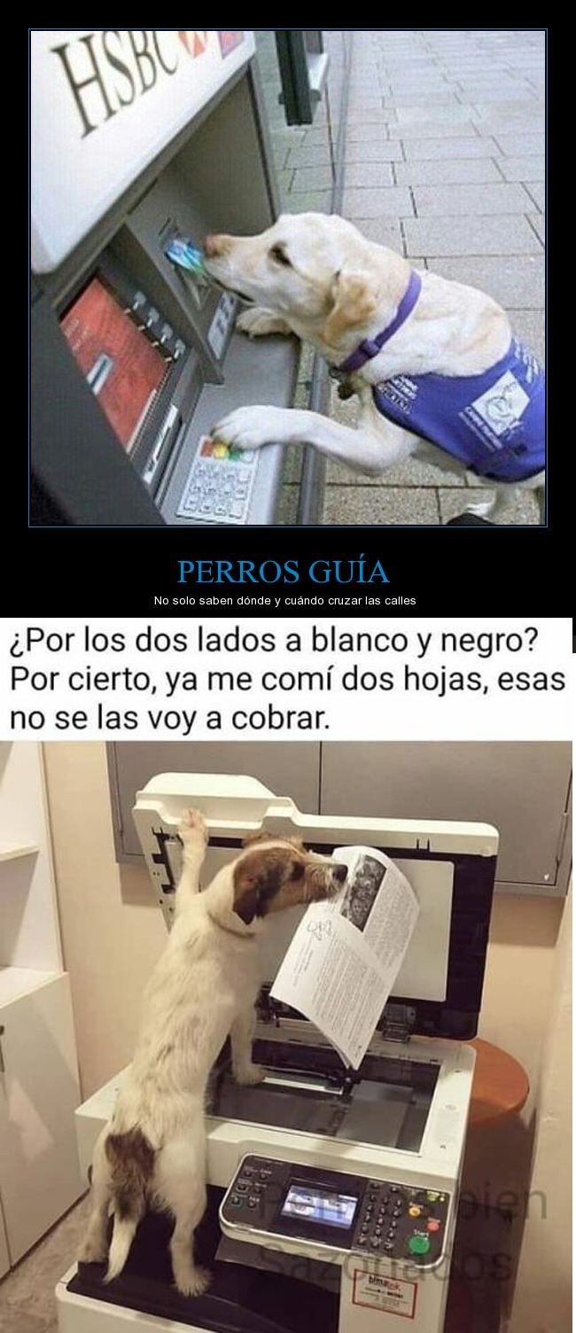 Perrrrrro Meme Subido Por Ivan Rosell Memedroid