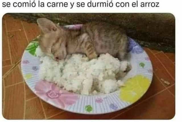 Meme De Gato Meme Subido Por Reginourban Memedroid