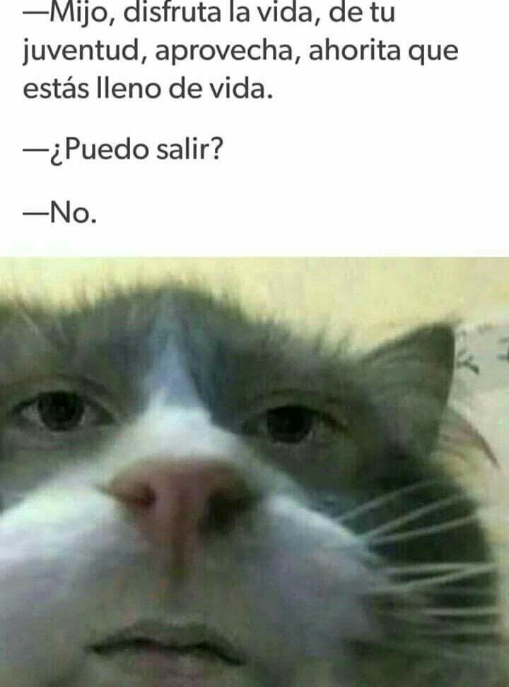 Meme Gato Meme Subido Por Andrewtheidot Memedroid