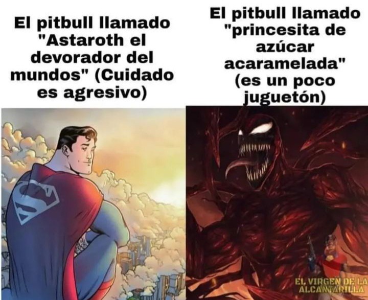 Pitbull Meme Subido Por Gob Xd Memedroid