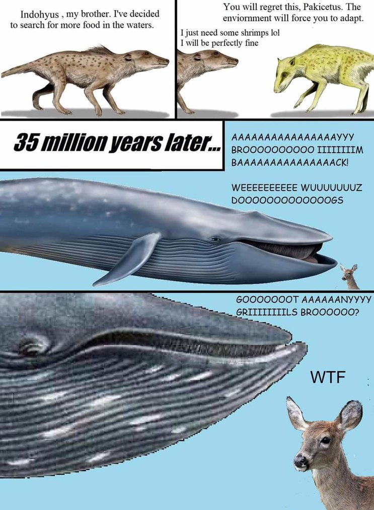 La evolución es rara Meme subido por Bdifbemzyen Memedroid