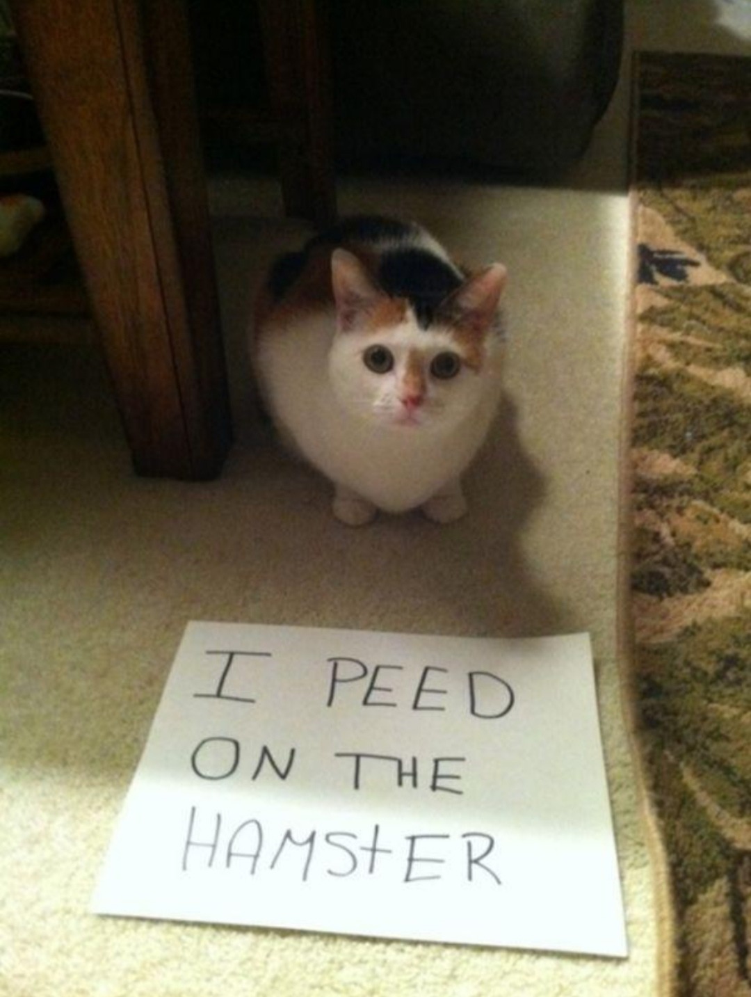Poor hamster - meme