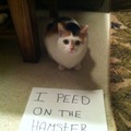 Poor hamster