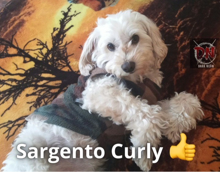 Sargento Curly  - meme