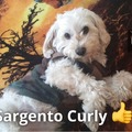 Sargento Curly 
