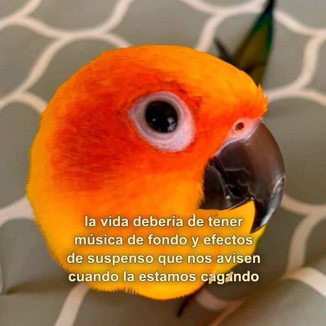 la vida necesita música de fondo y sonido de alerta cuando la cagas - meme
