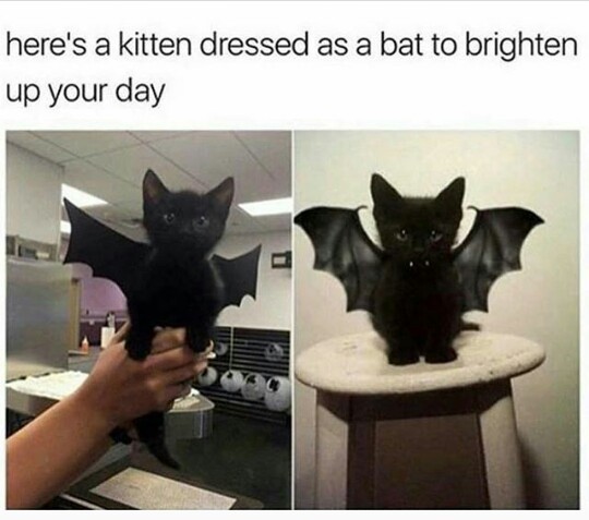 Cute Cat - meme