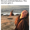 fabulous sea lion