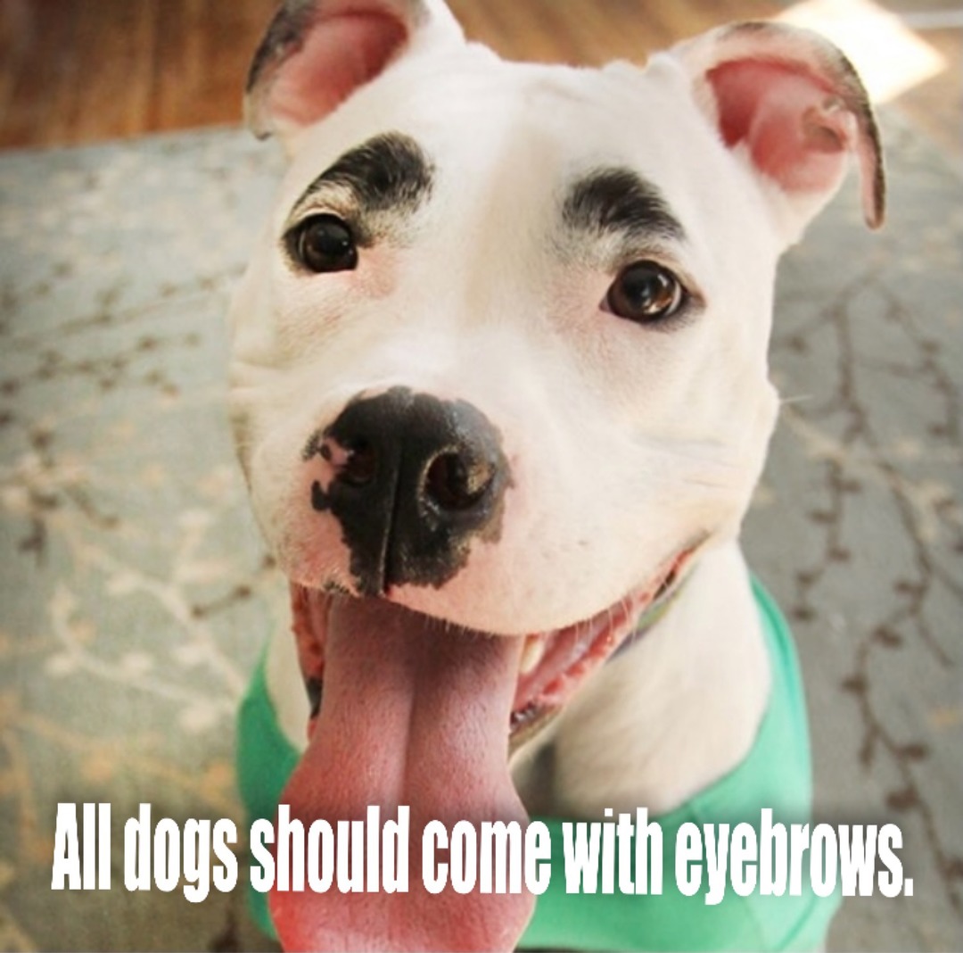 I liked the bushy eyebrow that came with my Cairn Terriers as well. - meme