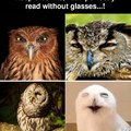 Wisdom of the owls