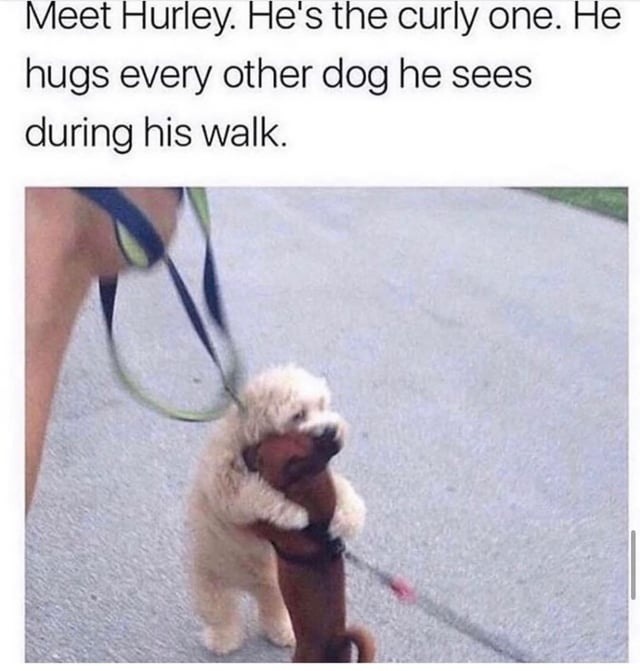Hurley gives hugs to every dog he meets - meme