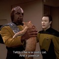 Spot, the interstellar cat