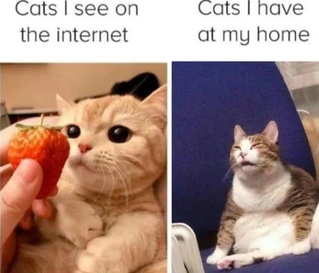 Cats at home meme