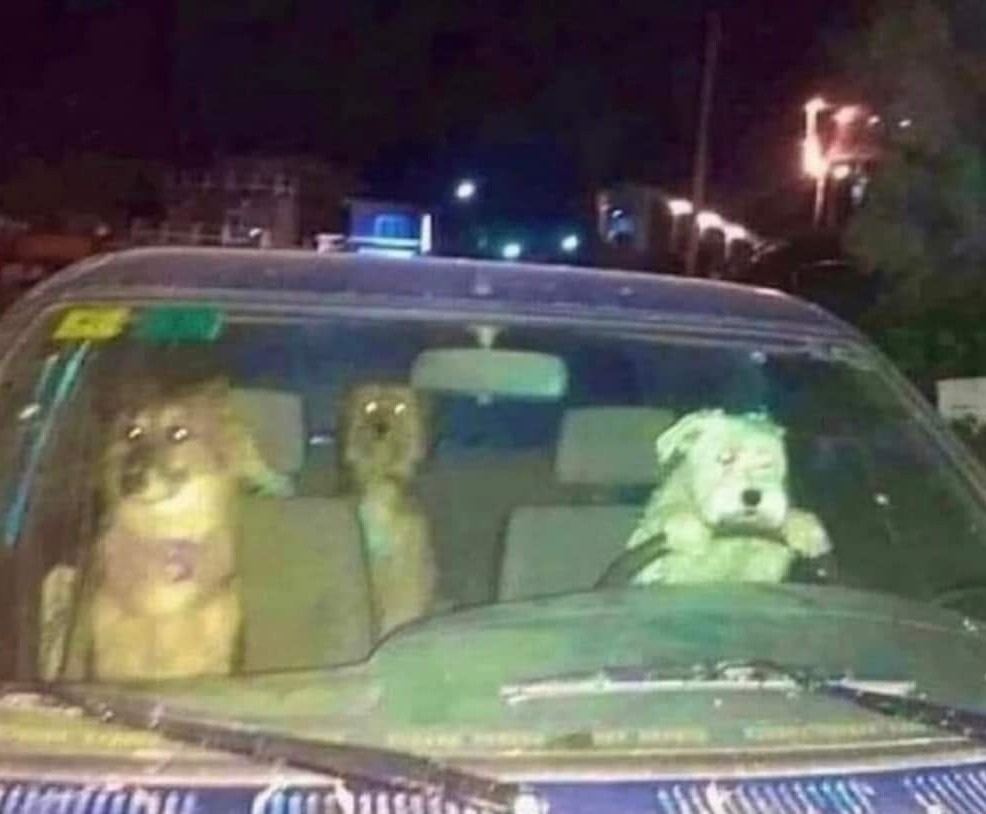 Perros conductores - meme