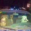 Perros conductores