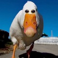 commented item thumbnail
