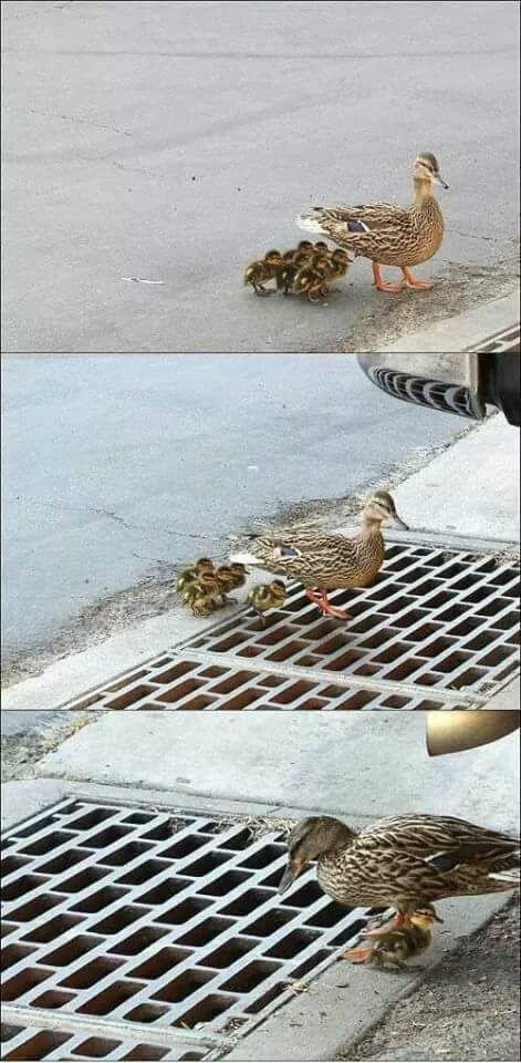 Nooo poor duckys - meme