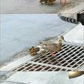 Nooo poor duckys
