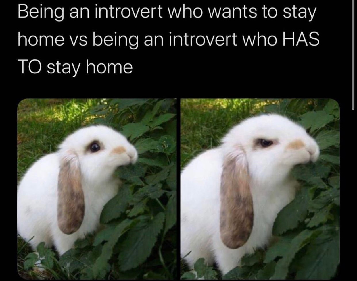 introvert bunny - meme