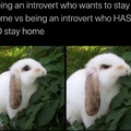 introvert bunny