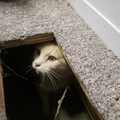 Cats in the vents of my church