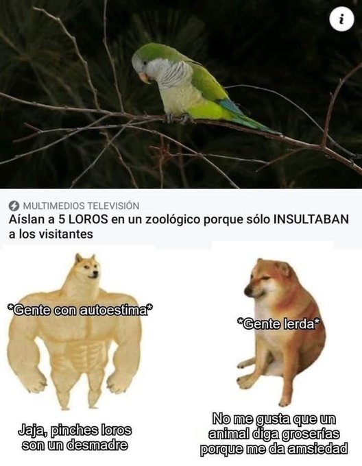 Aíslan a 5 loros en un zoológico porque sólo insulaban a los visitantes - meme