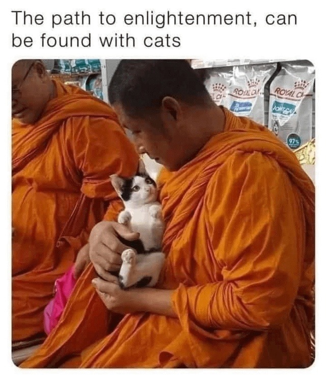 Cats hold the secrets of the universe - meme