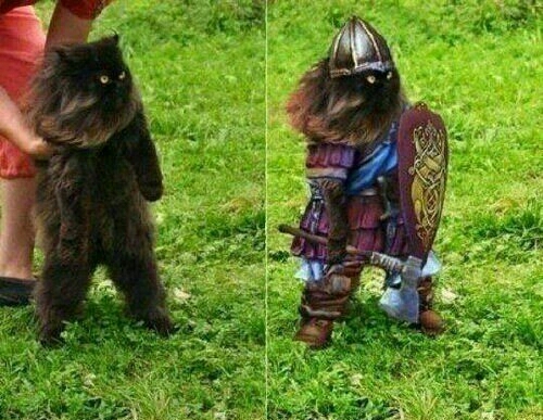 Viking cat - meme