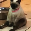 Gato sentado de pana