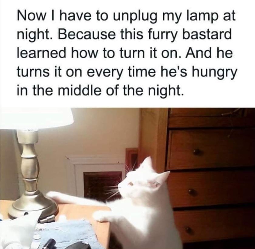 Cat tired of waiting for food the whole night - meme