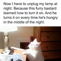 Cat tired of waiting for food the whole night