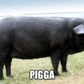 Pee Wee The Black Pig !!! It's What "Kwanzaa Clause" Rides !!! Unga Bunga, Yo !!!!