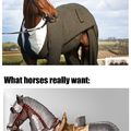Horses want to Deus Vult