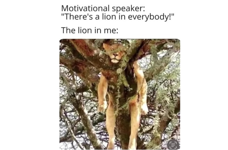 Lazy lion - meme